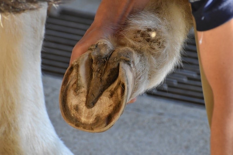 a person holding up a horse foot showing the horse hoof 