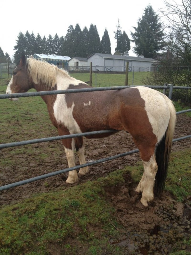 A horse stuck in a fence