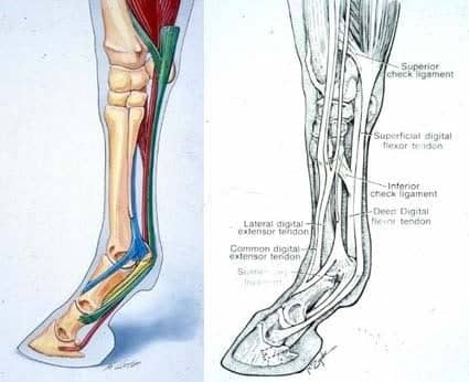 Horse leg anatomy 
