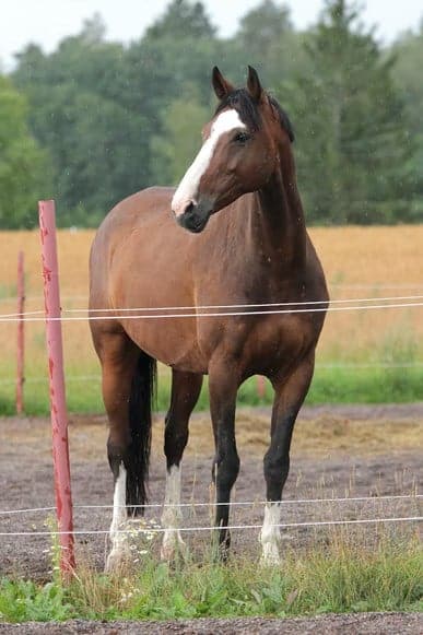 draft horses need larger horse trailers for safety. 