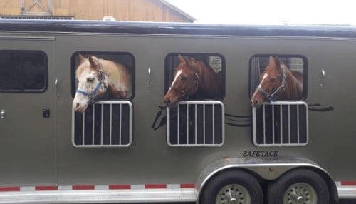 3 horses loaded onto a Double D Trailer. 