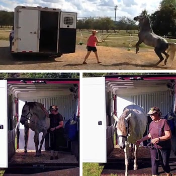 a woman successfully training a horse to load onto a trailer