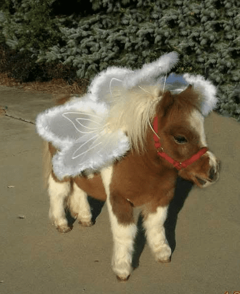 Angel Horse Costume