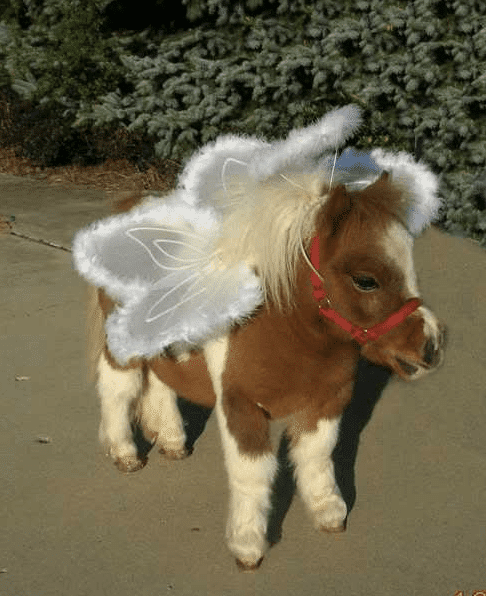 Mini horse dressed as an angel with feathered wings and a halo for a Halloween costume