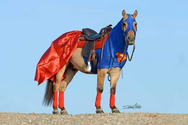 Super Horse Costume