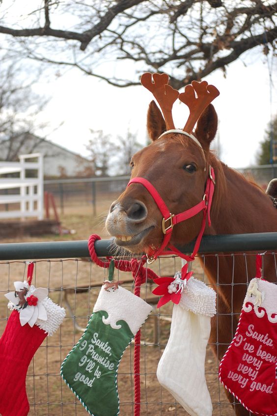 a horse posing with Christmas stockings 