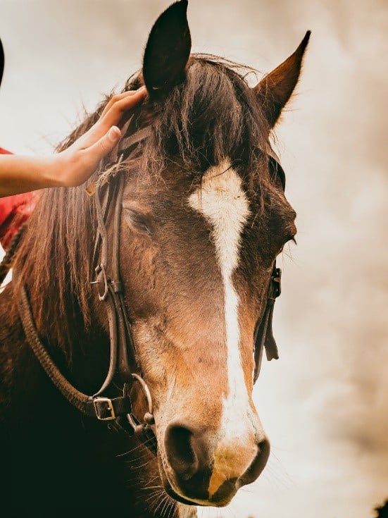 a portrait photo of a brown horse with white markings on his face, with a human hand touching them