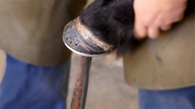 a side view of a horse's foot displaying a new horse shoe