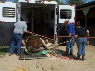 Loading horse secured to a glide into trailer for transport to NCSU Vet Hospital.