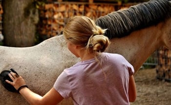 A female horse owner using a grooming tool to brush out her horse. 