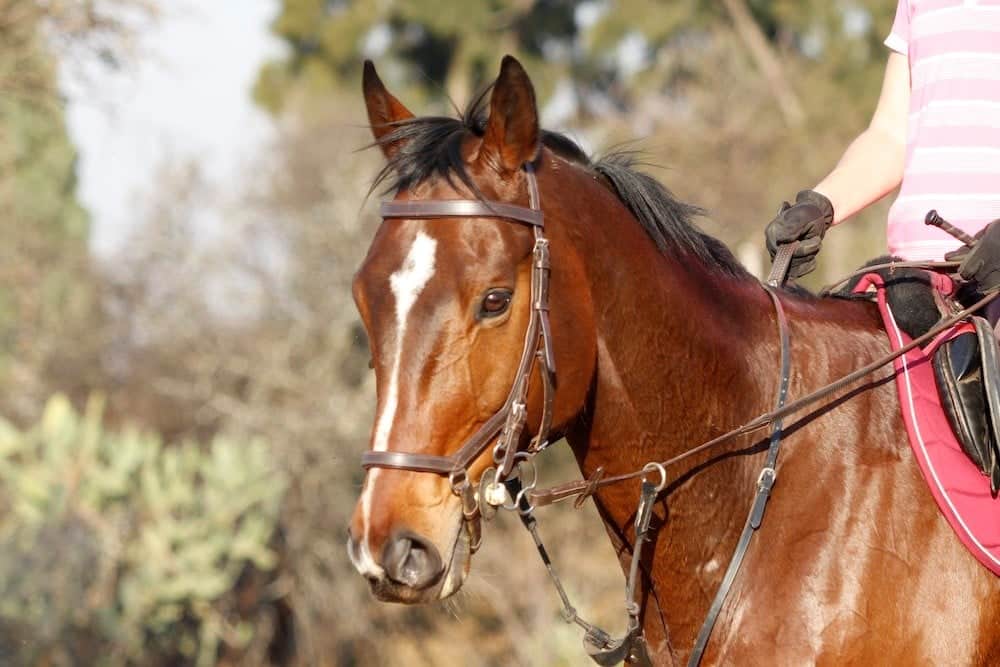 a side view of someone riding a horse