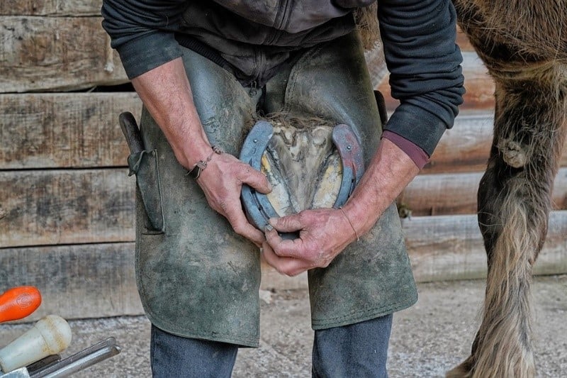 a photo of a farrier working on a horse's shoe