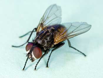 house fly