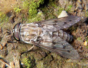 horse fly