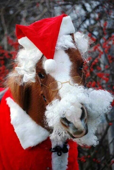 a horse dressed up in a Santa Claus costume 