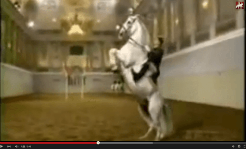 Lipizzaner horse video