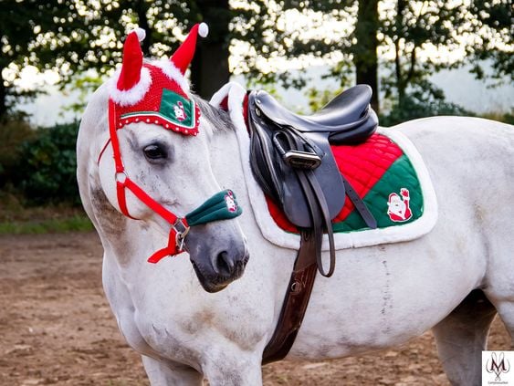 a horse with a Christmas saddle pad