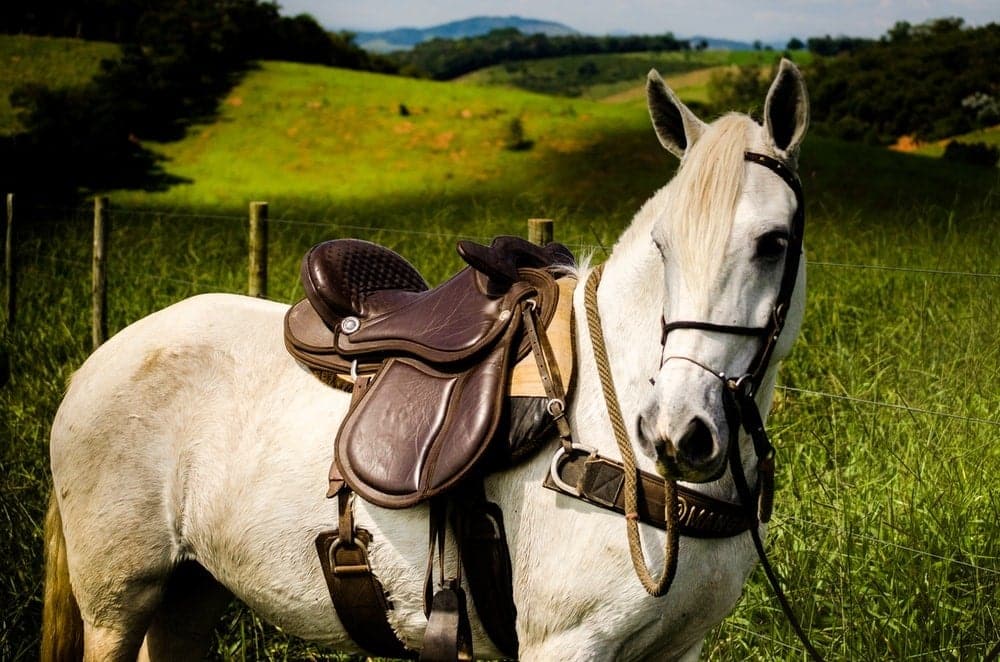 A white horse with a brown leather saddle.