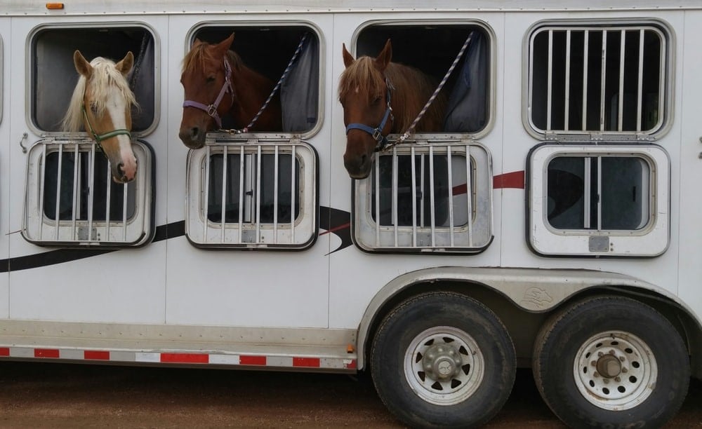 3 horses inside of a horse trailer. 