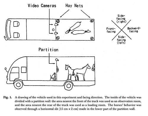 Rear facing horse trailer experiment 