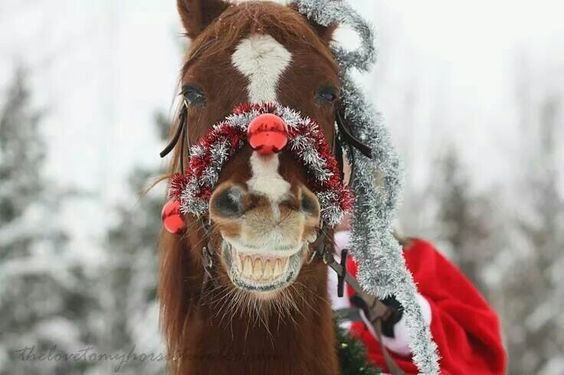 a horse smiling with Christmas decor on their head