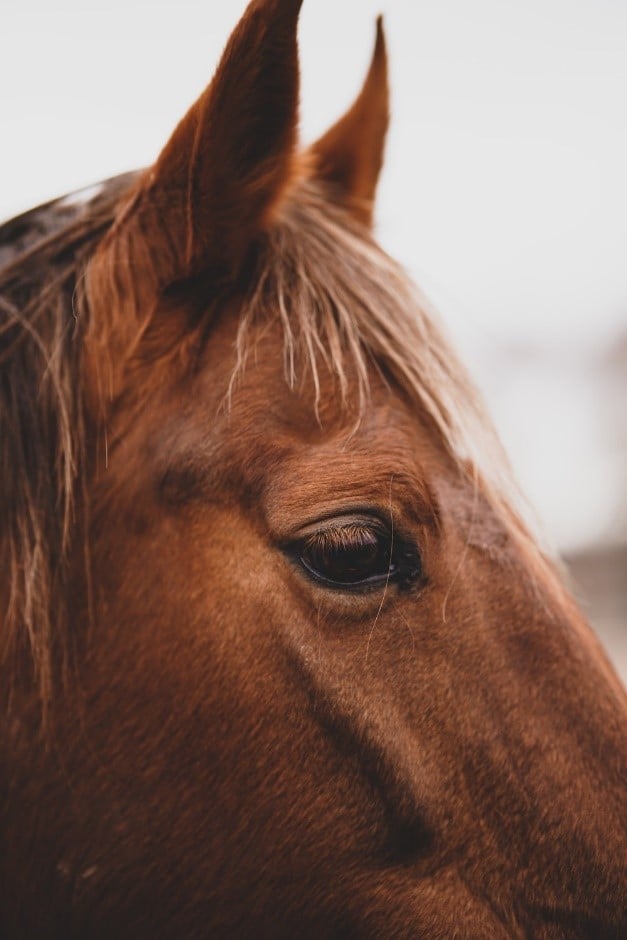 Side profile of a horse.