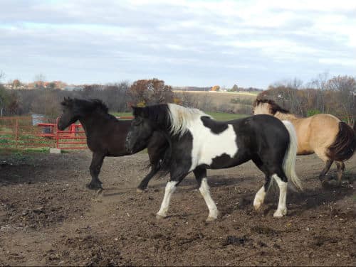 Horse Heaven Rescue