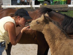 Deb Hoyt - healing hearts with horses