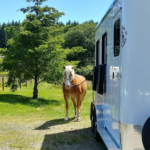 A horse tied to a Double D Trailers bumper pull model with a trailer tie.