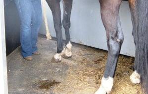 Human and horse standing near each other on a dilapidated metal trailer floor.