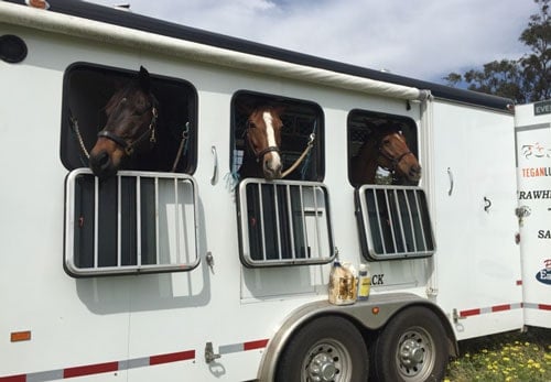 A Double D Trailers gooseneck trailer model with 3 horses loaded inside. 