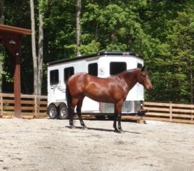 A Double D Trailers bumper pull model with a brown horse standing in front of the trailer. 