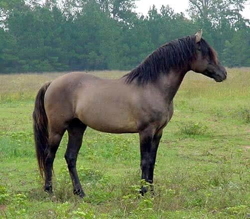 black dun horse