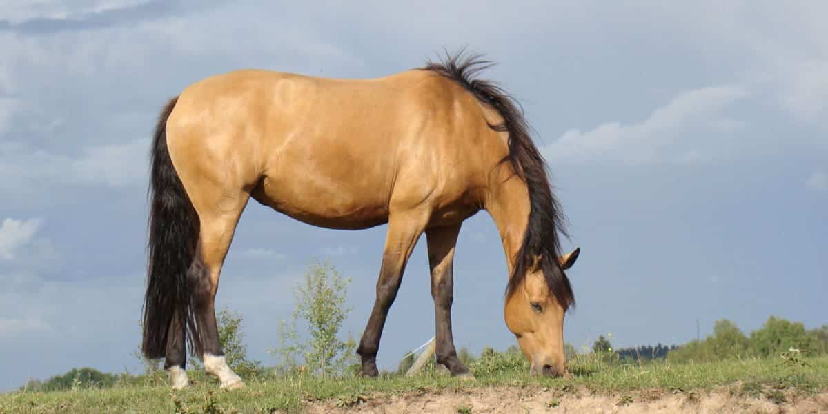 buckskin bay horse