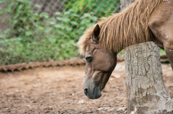 horse with cushing's disease
