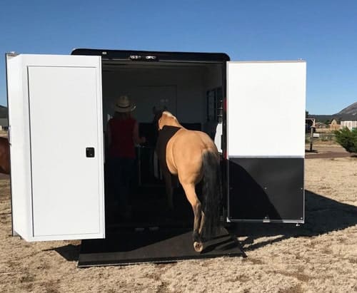 A horse loading onto the back ramp of a Double D horse trailer. 