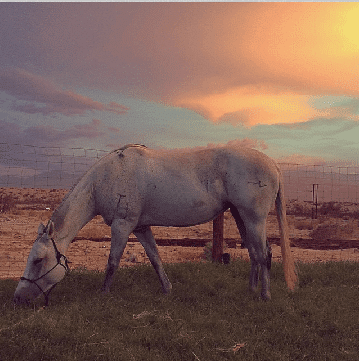 Coachella Valley Horse Rescue