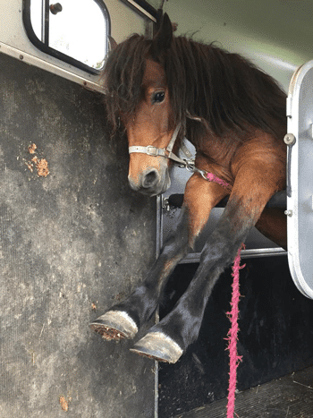 horse trailer chest bars
