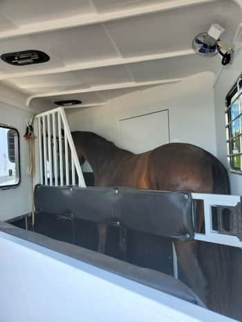 A horse loaded into a Double D horse trailer. 