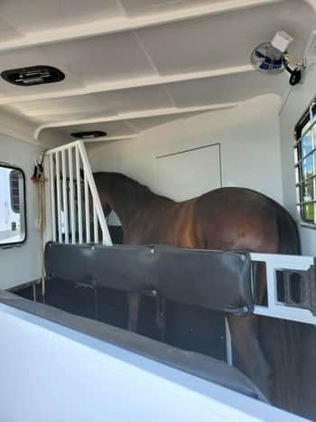 Double D Trailers have superior horse safety features. 