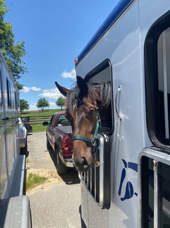 2 horse bumper pull trailer