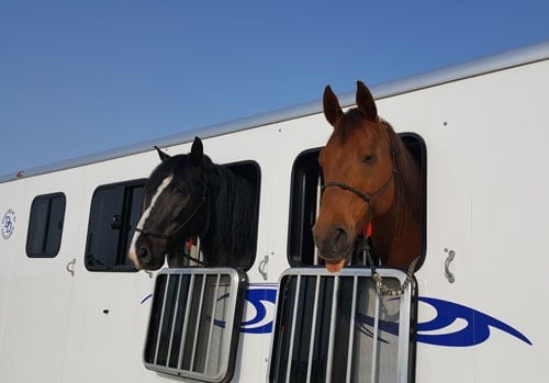 Two horses hanging their heads out of the horse trailer window