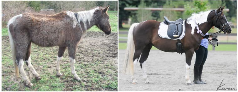 A horse goes from rags to riches at the SAFE rescue in Washington state.