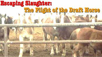 draft horse rescue