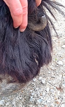a hand holding up horse hair to show an ergot on a horse foot