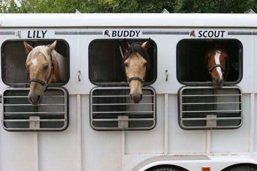 horses in trailer