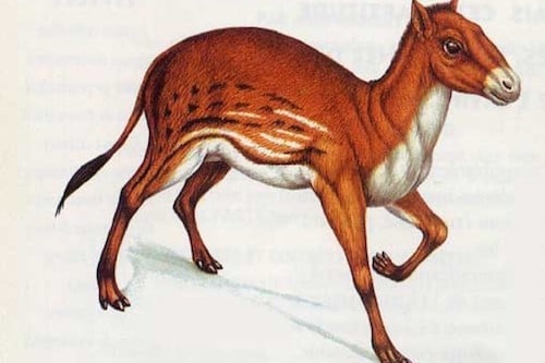 Eohippus