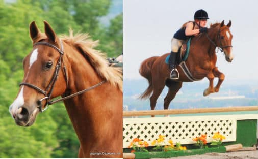 Kish is a rescue horse that thrived at Harvest View Stables.