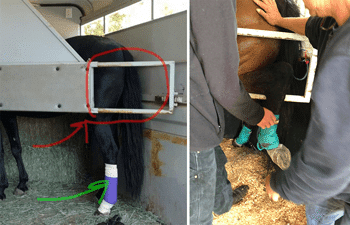 horse trailer injury