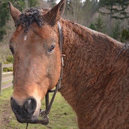 Owen the rescue horse at SAFE rescue